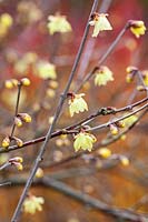 Chimonanthus praecox 'Maruyama' - Wintersweet 'Maruyama'