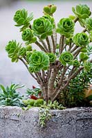 Aeonium balsamiferum, joubarbe géante productrice de baume.