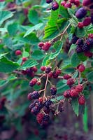 Rubus fruticosus 'Merton Thornless' - Mûre