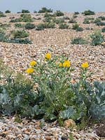 Glaucium flavum - Pavot cornu - poussant sur la plage de galets.