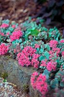 Sedum hidakanum