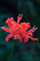 Nerine sarniensis 'Salisbury Sally' - Guernesey Lily