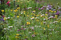 Fleurs sauvages, y compris Chrysanthemum tricolor, Phlomis angustifolia et papaver orientale têtes de graines au Palheiro's Garden, Funchal, Madère.