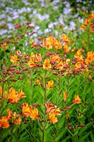 Alstroemeria 'Ligtu Hybrids' - Lily péruvienne - Forme Graham Gough