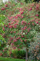 Sorbus vilmorinii - Rowan aux fruits rouges