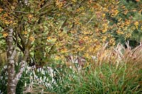 Parterre d'automne à Pettifers. Sorbus 'Joseph Rock' - Sorbier - et Miscanthus sinensis 'Yakushima Dwarf'