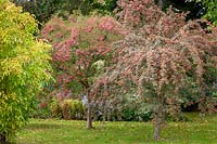 Les baies de Sorbus vilmorinii - Rowan - et Crataegus orientalis syn. Crataegus laciniata - Aubépine.