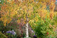 Betula ermanii - bouleau doré - avec une couleur d'automne chez Pettifers.