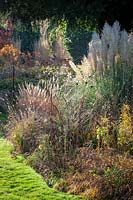 Parterre d'automne rétro-éclairé avec des têtes de graines et des herbes, y compris Cortaderia selloana 'Pumila' - Pampas grass.