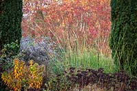 Pennisetum macrourum - Plumes d'herbe et de sedum africaines dans un parterre de fleurs à la fin de l'automne