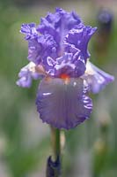 Iris barbu grand 'Friandise lilas'
