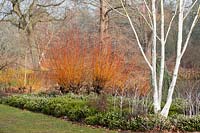 Jardin d'hiver avec Salix alba var. vitellina 'Yelverton', Betula utilis, Erica x darleyensis albiflora 'White Spring Surprise '. RHS Garden Wisley, Surrey, UK.