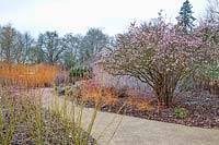 Jardin d'hiver avec Cornus sanguinea 'Midwinter Fire' et Viburnum x bodnantense 'Dawn' à RHS Garden Wisley, Surrey, UK.