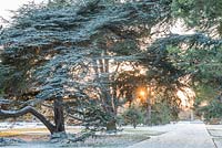 L'avenue principale de Cambridge Botanic Gardens en hiver avec des cèdres et des pins matures.