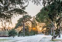 L'avenue principale de Cambridge Botanic Gardens avec des pins matures et Sequoiadendron giganteum.