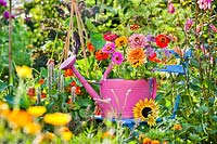 Affichage des fleurs d'été dans l'arrosoir dans le jardin de coupe coloré.
