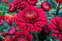 Chrysanthème 'Payton Blaze Red'