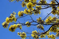 Tabebuia aurea - trompette des Caraïbes