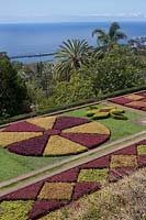 Parterres d'Iresina herbstii Acuminata et Aurro reticulata au Jardim Botanico Gardens - Jardin botanique, Funchal, Madère.