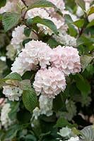 Viburnum plicatum f. plicatum 'Rosace' - Boule de neige japonaise 'Rosace'