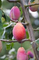 Prunus domestica - Prune 'Laxton's Delicious'