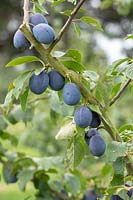 Prunus domestica - Prune 'Laxton's Cropper'