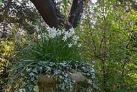 Jardinière ornementale avec Narcisse blanc et Hedera. Jardin Suisse, ancien directeur près de Biggleswade, Royaume-Uni.