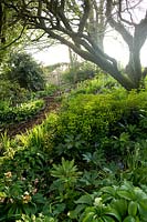 Chemin d'écaillage de l'écorce menant à travers le jardin boisé avec des parterres de fleurs ombragés, y compris les hellébores, l'euphorbe et les coquelicots à Summerdale Garden, Cumbria, Angleterre