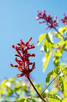 Aesculus pavia 'Atrosanguinea' - Buckeye rouge