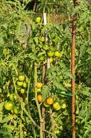 Solanum lycopersicum - Tomates vertes mûrissant sur plante