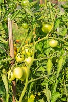 Solanum lycopersicum - Tomates vertes mûrissant sur plante