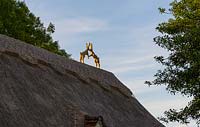 Sculpture de paire de lièvres de boxe sur le toit de chaume.