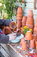 Femme lave des pots en terre cuite sale avec une brosse à récurer en bois dans un bol d'eau savonneuse.