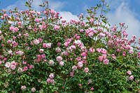 Rosa ''Mary Delany' alias Rosa 'Mortimer Sackler'