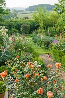 Vue d'un jardin de campagne avec parterres de fleurs doubles remplis de plantes vivaces herbacées et de roses dont Rosa 'Lady of Shalott'