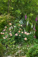 Rosa 'Roald Dahl', Digitalis et Erigeron karvinskianus en parterre de fleurs.