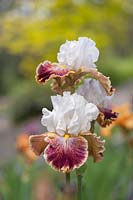 Iris 'Scatterbrain' - Tall Bearded Iris, mai, République tchèque