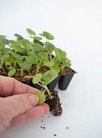 Personne tenant une petite plante en géranium par les premières feuilles plutôt que par les vraies feuilles.