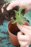 Empotage de boutures de lavande individuelles dans un pot de 10 cm