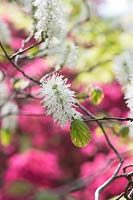 Fothergilla major Monticola Group - Aulne des montagnes Monticola Group arbustes en fleurs au printemps - mai