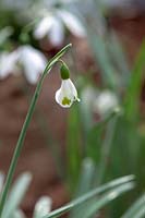 Galanthus plicatus 'Trympostor' - Perce-neige - Février