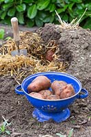 Pommes de terre dans une passoire avec pince ouverte en arrière-plan avec de la paille.