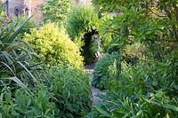 Voie étroite à travers des arbustes mixtes et Phlomis vers l'arcade de saule. Château d'Arundel, West Sussex, UK