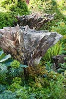 Souches sculpturales en bois dans un jardin avec des euphorbes, des hostas et des fougères. Château d'Arundel, West Sussex, UK