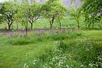 Arbres sous-plantés d'Alliums dans un jardin sauvage