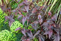 Persicaria microcephala 'Red Dragon' et Euphorbia