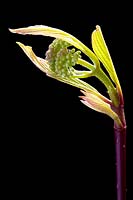 Cornus Alba 'Sibirica' Vue rapprochée d'un bouton floral rétroéclairé fermé sur un fond sombre