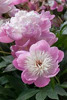 Paeonia lactiflora pivoine 'bol de beauté'