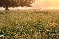 Prairie de fleurs sauvages au lever du soleil. Des marguerites à œil de boeuf et des renoncules des prés font surface à travers les herbes plumeuses alors que le soleil perce la brume matinale. Les chevaux paissent sur l'herbe rugueuse à proximité.