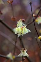 Chimonanthus praecox 'Maruyama' - Wintersweet